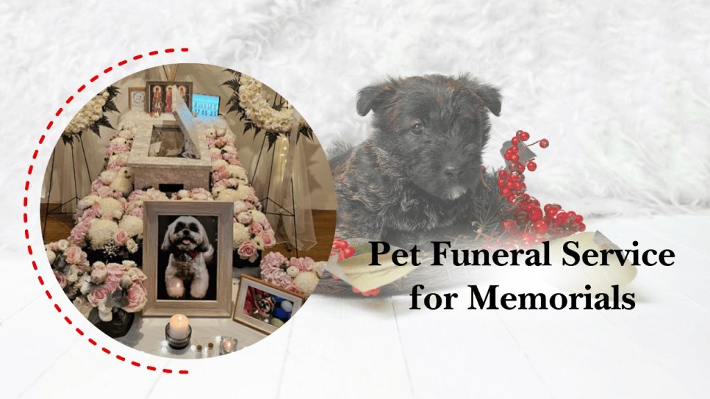 pet cremation service by heaven gate funeral care