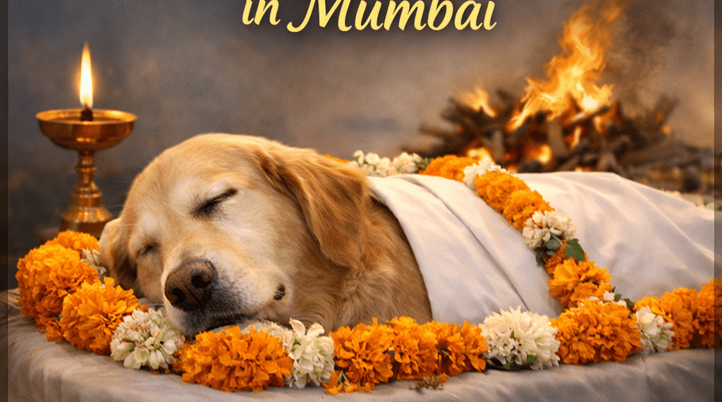 Pet Funeral Services in Mumbai by Heaven Gate – Compassionate Pet Cremation & Last Rites